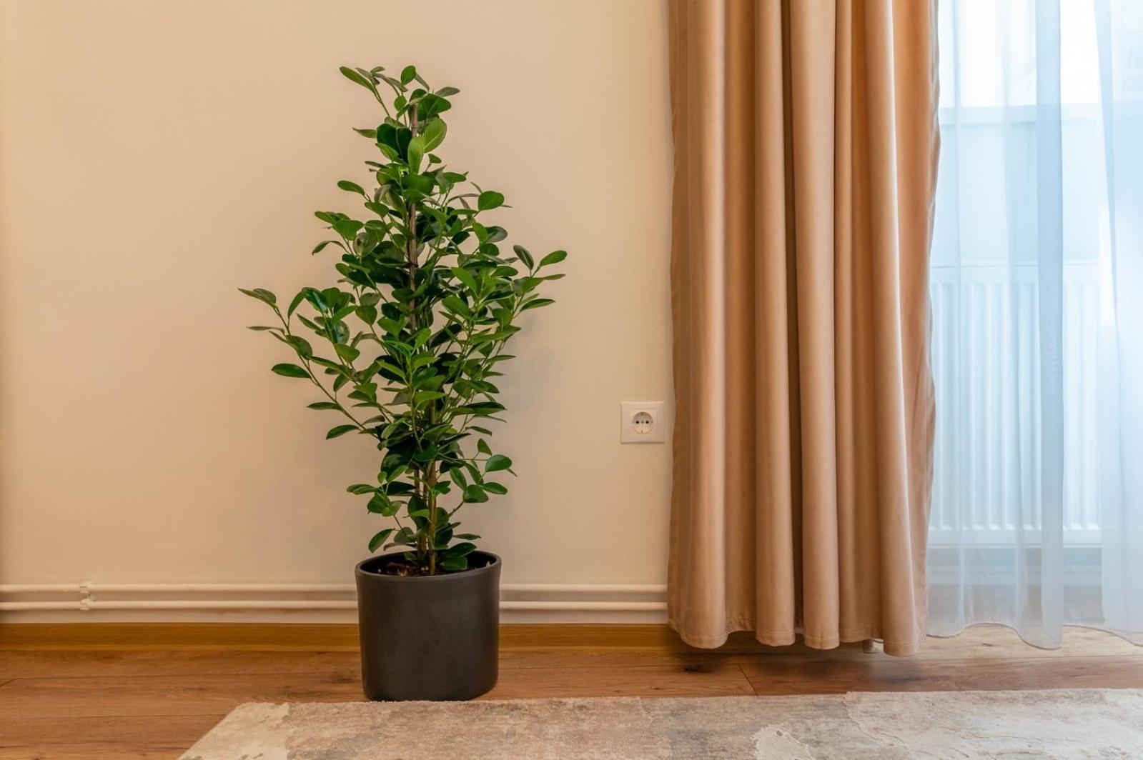 Apartment Balcescu No 10 Сибиу Экстерьер фото